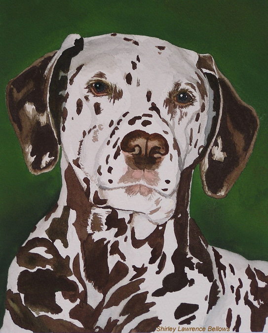 Jake - Dalmation  -  Sold