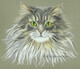 Maine Coon Cat  -  Sold