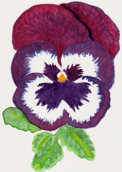 Pansy