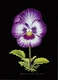 Pansy Face - for sale $75.00