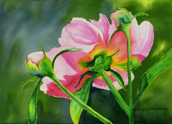 Peony Delight - Sold