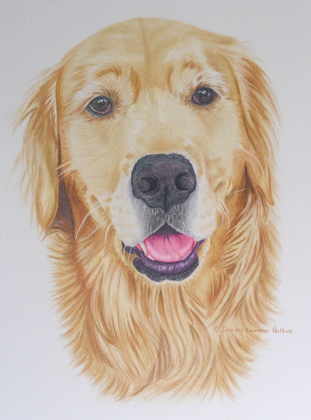 Sandy - Golden Retriever  - Sold