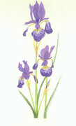 Siberian Iris - Sold