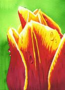 Tulip Sensation  - Sold